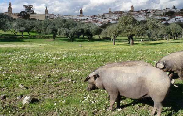 Buhardilla Rustica Mirando A Santa Catalina Apartman Jerez de los Caballeros Kültér fotó